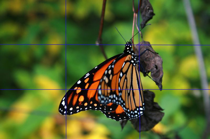 A photo of a butterfly and the rule of thirds guidelines.